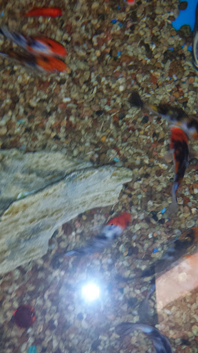 Pet Supply Store «PetSmart», reviews and photos, 28533 Marlboro Ave, Easton, MD 21601, USA