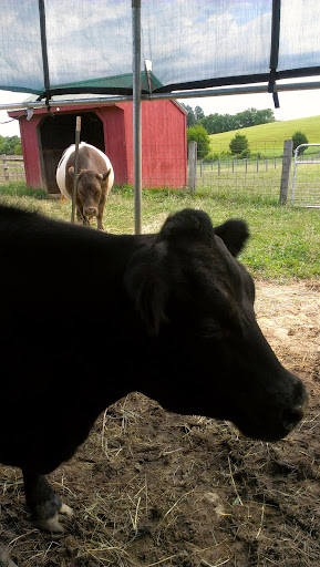 Farm «Clarks Elioak Farm LLC», reviews and photos, 10500 Clarksville Pike, Ellicott City, MD 21042, USA