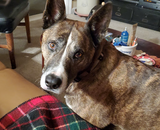 Pet Supply Store «Petco», reviews and photos, 3735 E Castro Valley Blvd, Castro Valley, CA 94552, USA