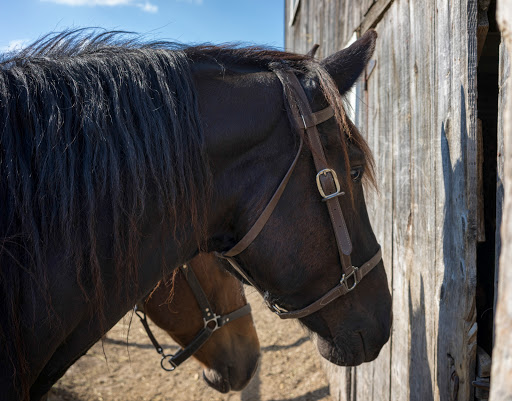History Museum «OIiver Kelley Farm», reviews and photos, 15788 Kelly Farm Rd NW, Elk River, MN 55330, USA