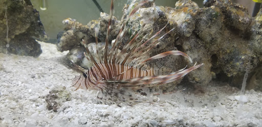 Pet Store «Something Fishy Pets», reviews and photos, 29 Towne Centre Ln, Fox Lake, IL 60020, USA