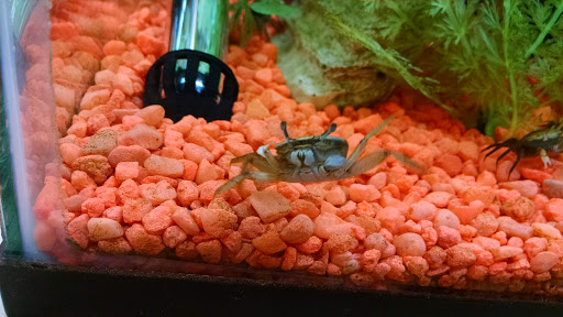 Pet Groomer «We Lov Pets», reviews and photos, 3853 Northpointe Dr, Zanesville, OH 43701, USA