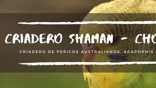 Criadero Shaman - Chorrillos