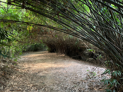 Bamboo Canopy