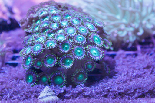 Tropical Fish Store «somethingFISHY», reviews and photos, 1977 Alafaya Trail #1091, Oviedo, FL 32765, USA