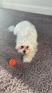 PetSmart Grooming - Photo 1 - Car repair in Huntsville, AL, Huntsville