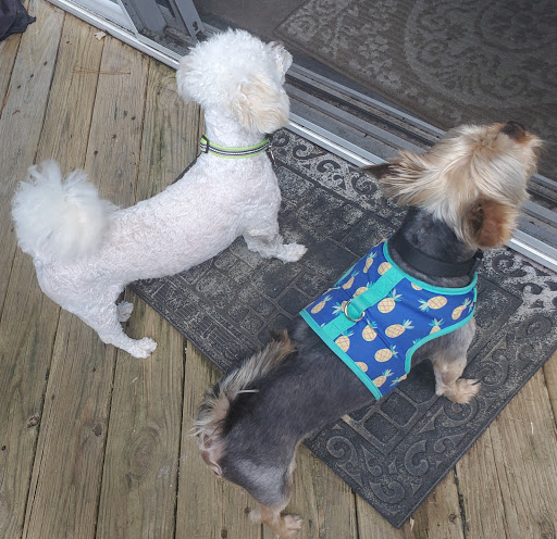 Pet Supply Store «PetSmart», reviews and photos, 9921 Pulaski Hwy, Baltimore, MD 21220, USA