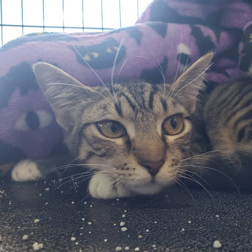 Pet Supply Store «North Tampa PET DEPOT», reviews and photos, 16033 Tampa Palms Blvd W, Tampa, FL 33647, USA