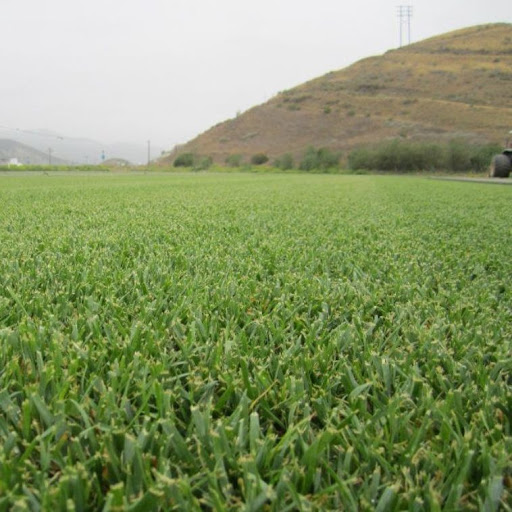 Sod supplier Glendale