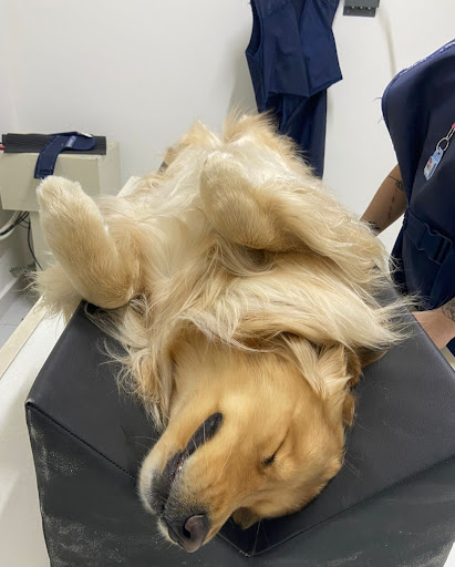 Dognostic Guarulhos em Guarulhos - SP