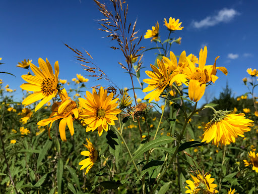 Nature Preserve «Grant Woods Forest Preserve», reviews and photos, 25405 W Monaville Rd, Ingleside, IL 60041, USA