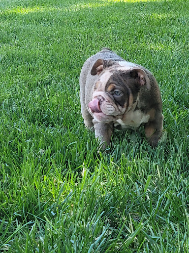 Baltimore Bred Bullies, LLC.