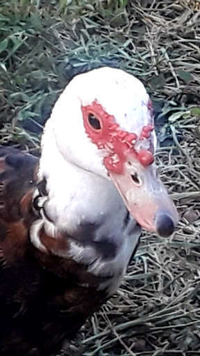 Park «Plantation Heritage Park», reviews and photos, 1100 S Fig Tree Ln, Plantation, FL 33317, USA