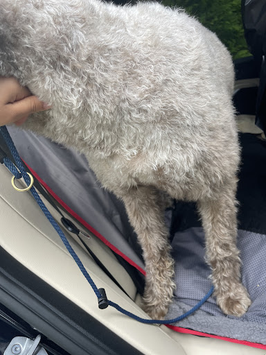 Pet Supply Store «EarthWise Pet», reviews and photos, 4880 Lower Roswell Rd #10, Marietta, GA 30068, USA