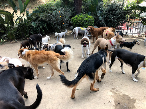 All Dogs Society image