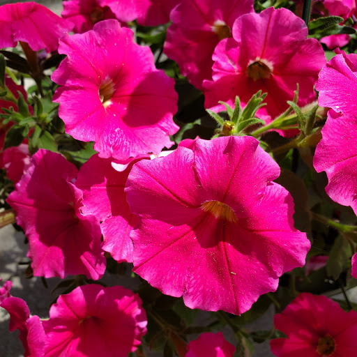 Home Improvement Store «The Home Depot», reviews and photos, 20777 Hall Rd, Macomb, MI 48044, USA