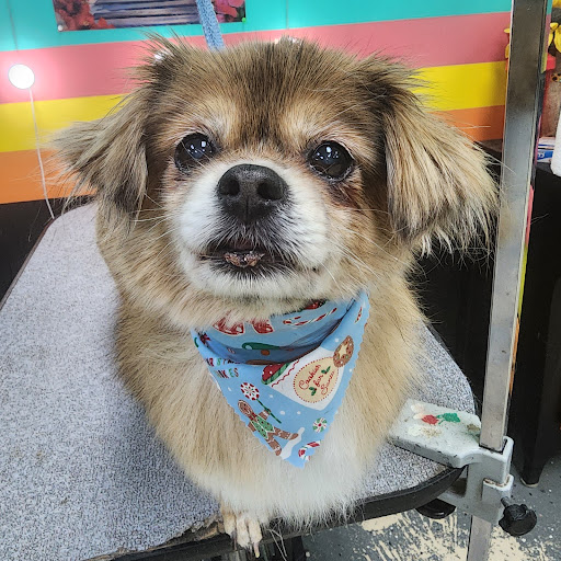 All Paws Beauty Salon