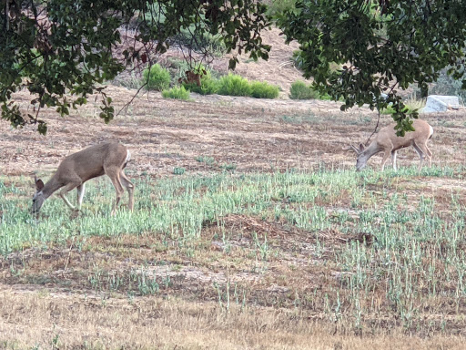 Country Club «Sierra La Verne Country Club», reviews and photos, 6300 Country Club Dr, La Verne, CA 91750, USA