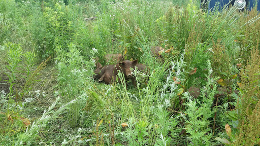 Farm «Green Meadows Farm», reviews and photos, 656 Asbury St, South Hamilton, MA 01982, USA