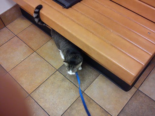 Pet Supply Store «PetSmart», reviews and photos, 534 US-441, Lady Lake, FL 32159, USA