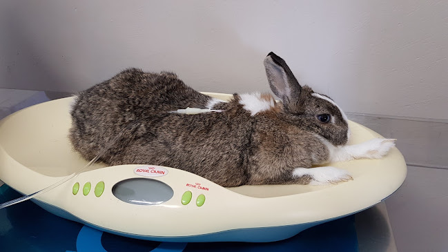 Ambulatorio Centro Veterinario Varesino - Varese