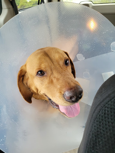 South Howard Animal Clinic image
