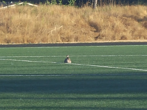 Park «Sacajawea Park», reviews and photos, 1401 S Dash Point Rd, Federal Way, WA 98003, USA