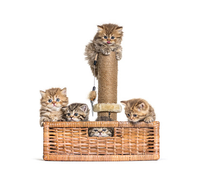 Chatterie La Bande à Gus - Elevage de chatons British Shorthair & Longhair