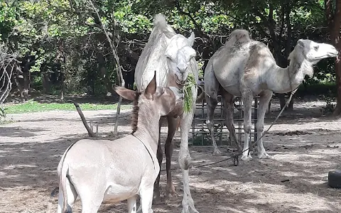 Gambia Horse and Donkey Trust image