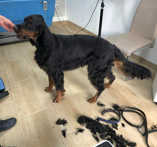 Hundesalon Jungmann unter Höchstenbach, 