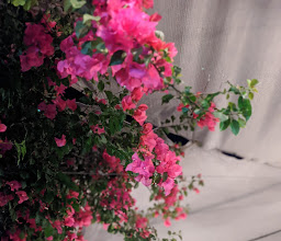 Girasole photo