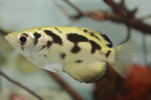 Pet Store «Aquarium Paradise», reviews and photos, 234 Washington Ave, Belleville, NJ 07109, USA