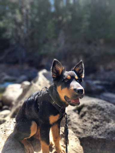 Pet Supply Store «Pet Supply Santa Clarita», reviews and photos, 26831 Bouquet Canyon Rd, Santa Clarita, CA 91350, USA