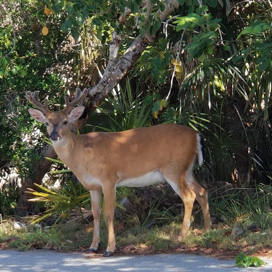 National Key Deer Refuge Nature Center