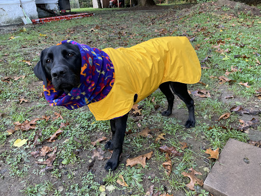 Pet Supply Store «USA Dog Shop», reviews and photos, 549 NY-17, Tuxedo Park, NY 10987, USA