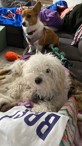 Pet Supply Store «PetSmart», reviews and photos, 139 Radio Dr, Stroudsburg, PA 18360, USA