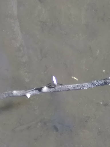 Park «Island Park», reviews and photos, 200 W B St, Springfield, OR 97477, USA