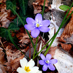 Photo n°9 de l'avis de Silvia.a fait le 26/03/2023 à 16:36 sur le  Borgo Giusto à Partigliano