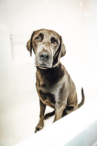 Pet Groomer «Pet-icure Pet Grooming & Supplies», reviews and photos, 89 Main St, Pepperell, MA 01463, USA