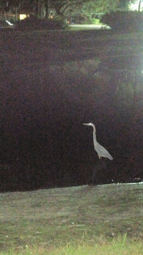 Community Park «Summerfield Community Park», reviews and photos, 6402 Lakewood Ranch Blvd, Bradenton, FL 34202, USA