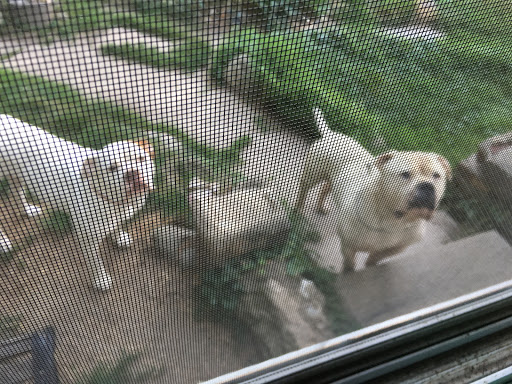 Pet Supply Store «M & M Pet Supplies Inc», reviews and photos, 15625 E Warren Ave, Detroit, MI 48224, USA