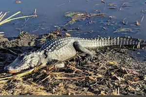 Savannah Wildlife Rescue Center image