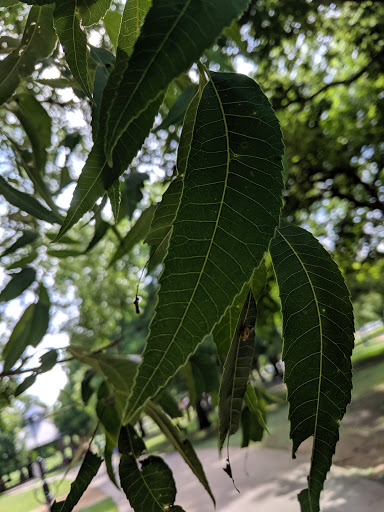 Park «Katherine Rose Memorial Park», reviews and photos, 303 N Walnut Creek Dr, Mansfield, TX 76063, USA