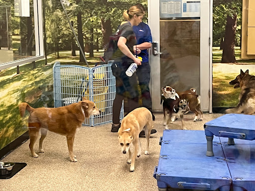 Pet Supply Store «PetSmart», reviews and photos, 7290 W Bell Rd, Glendale, AZ 85308, USA