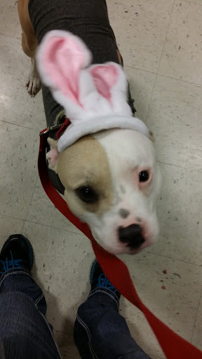 Pet Supply Store «PetSmart», reviews and photos, 1705 N Bechtle Ave, Springfield, OH 45504, USA