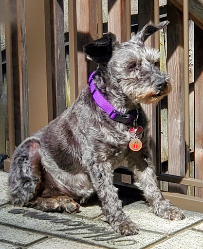 Southside Animal Hospital: Schmidt Karin E DVM image