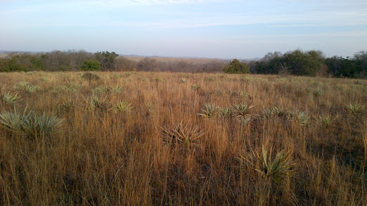 Tree Services in White Settlement