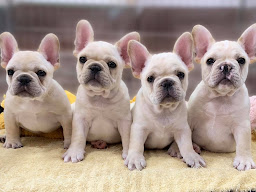 Napachai French Bulldog
