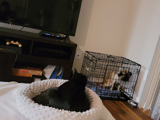 Pet Supply Store «PetSmart», reviews and photos, 1115 Vidina Pl, Oviedo, FL 32765, USA