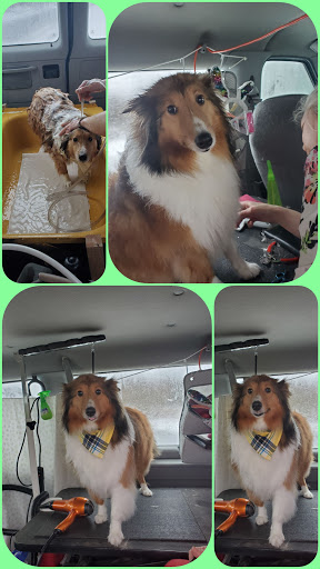 A paw above the rest Holistic petcare